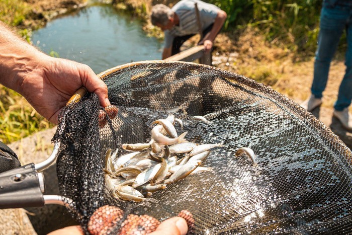 «Сибантрацит» выпустил 150 тысяч мальков рыб в реки Западной Сибири
