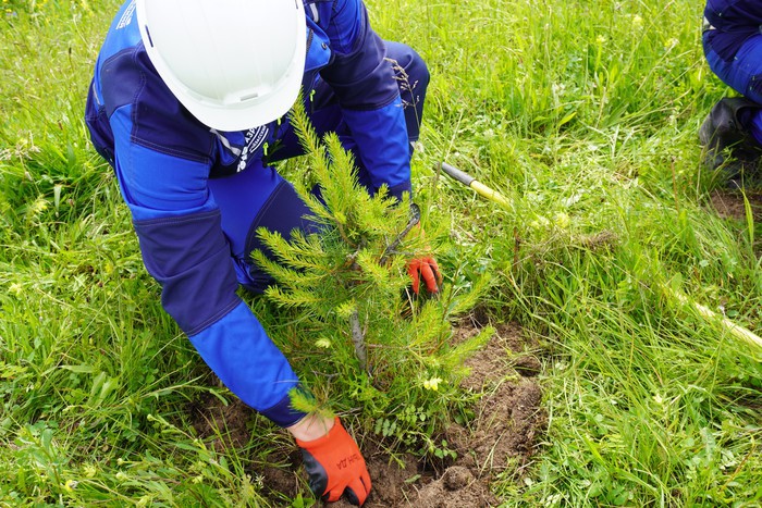 «Разрез Кийзасский» высадил 60 тысяч деревьев