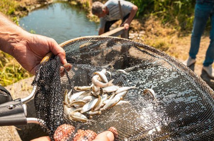 «Сибантрацит» выпустил 150 тысяч мальков рыб в реки Западной Сибири